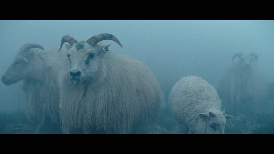 2021冰岛恐怖《羊崽》HD720P&HD1080P.冰岛语中英双字截图;jsessionid=NjjDHtzJTC7d9NfcWaw09IGx8C-_iY54KzF0z-T5