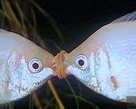 爱的奇迹封面图