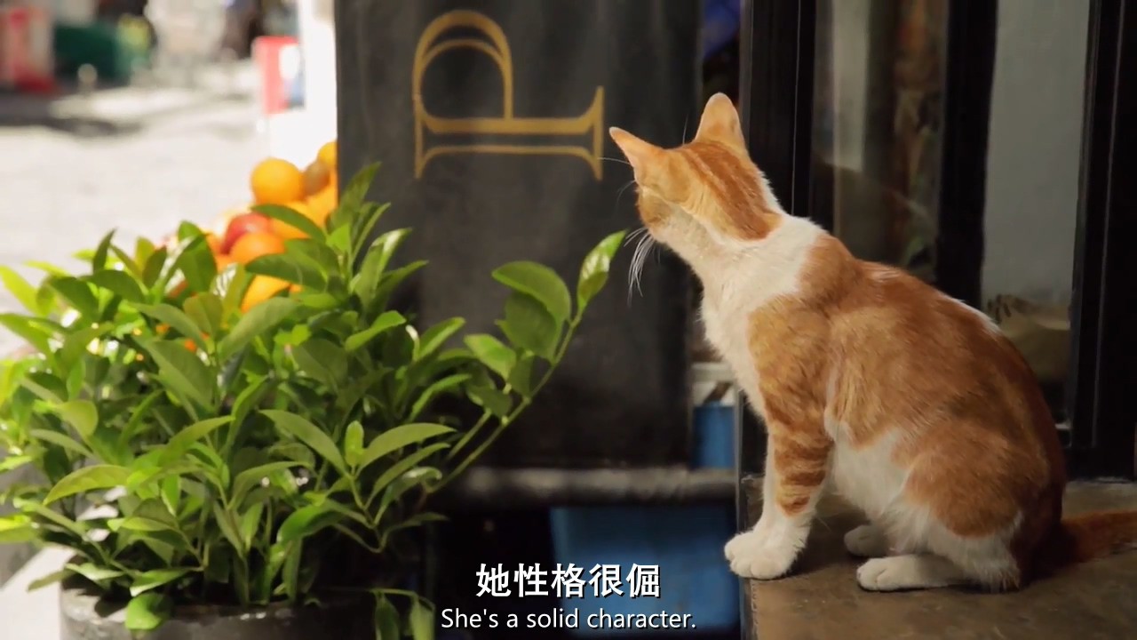 《伊斯坦布尔的猫》2016纪录片.HD720P.土耳其语中英双字截图;jsessionid=zS0IhxxDQ6m1lxvXsGSJUBaP6pQd9OhRzmcGf8Mj