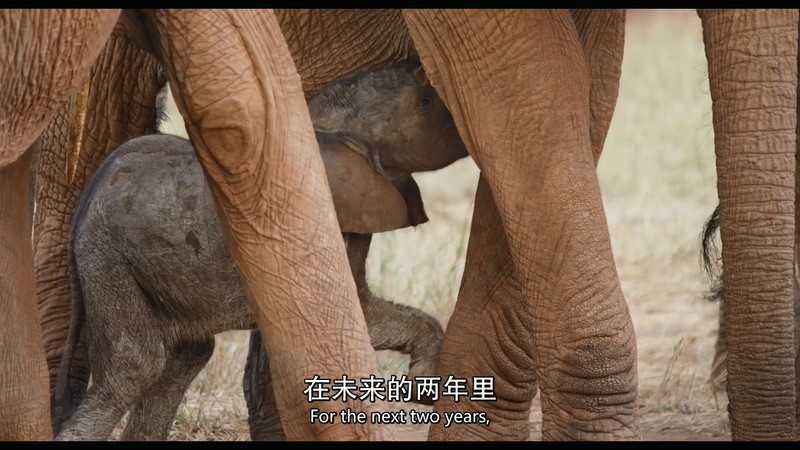 大象女王剧照