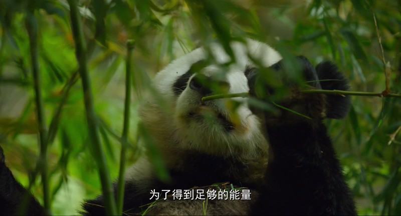 2017高分纪录《地球：神奇的一天》HD1080P.国语中字截图
