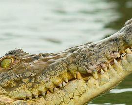 季风群岛第一季封面图