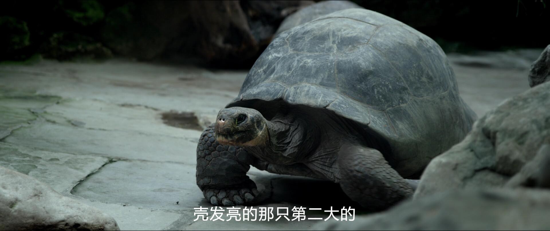 《阿洛伊斯》2016法国剧情.BD1080P.英语中字截图