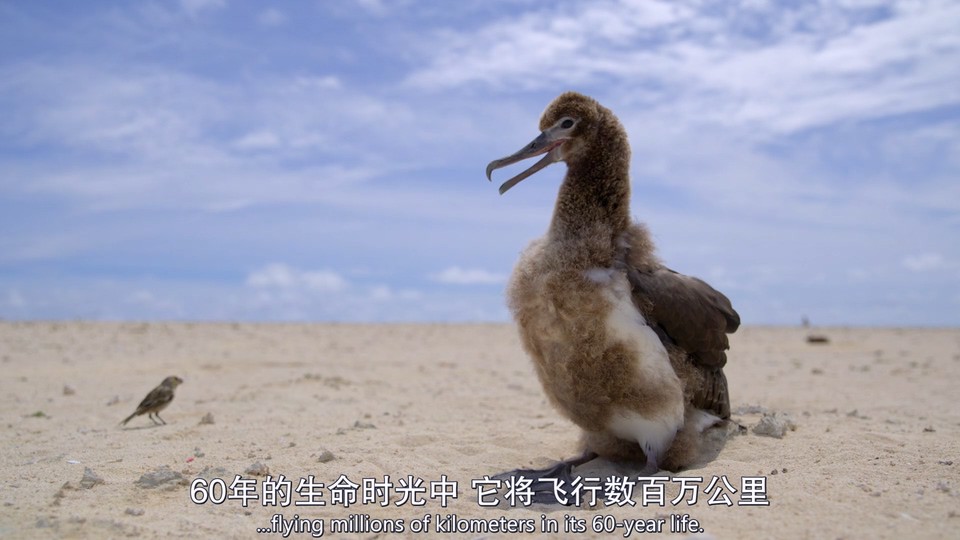 2023英国纪录《我们的星球 第二季》4集全.HD1080P.英语中英双字截图;jsessionid=MqF2vSswXBQ-U3Wrfo3cNUrw5TKuaCkvICcHk8rt