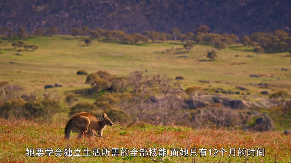 2022美国纪录《袋鼠谷》HD1080P.英语中字截图