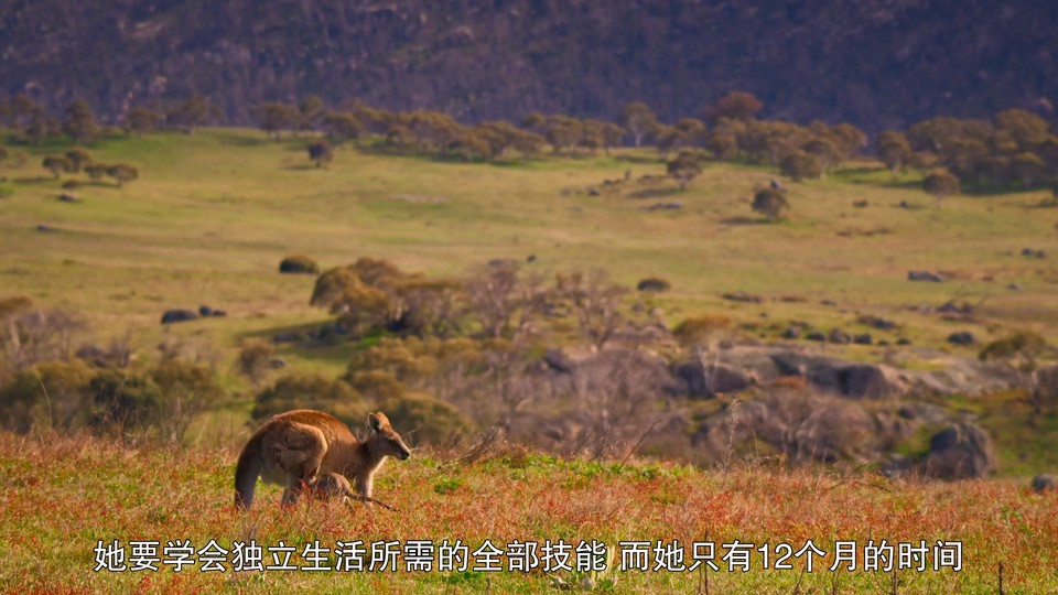 2022美国纪录《袋鼠谷》HD1080P.英语中字截图