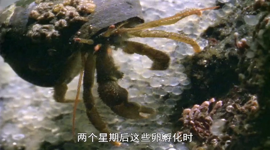 蓝色星球剧照