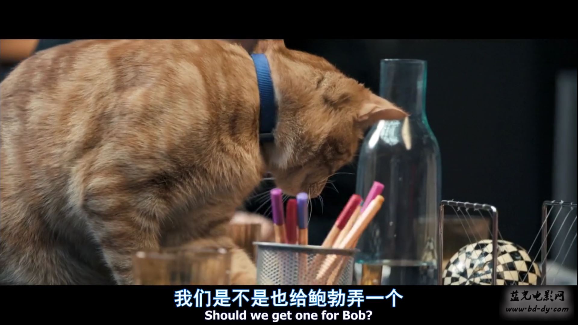 《流浪猫鲍勃》2016高分传记喜剧.HD720P.中英双字截图