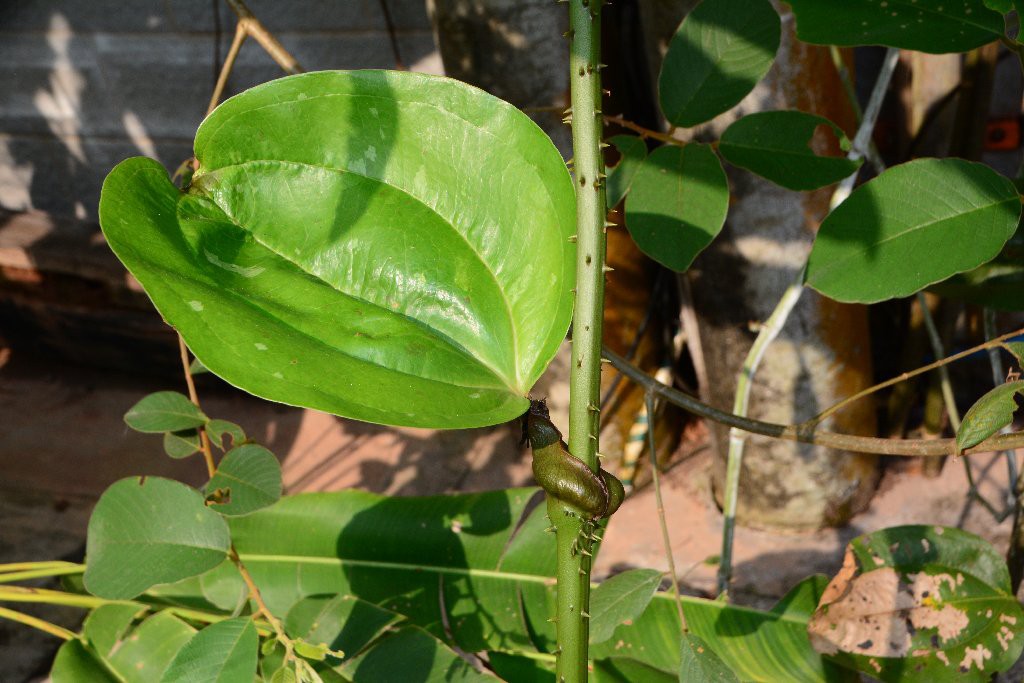 筋骨柱子,紅燈果,金剛根,王瓜草,金剛骨,山梨兒,金剛樹,鐵刷子,金剛刺