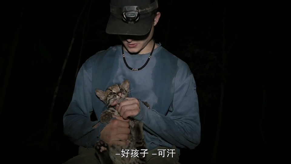 2022美国纪录《野猫》HD1080P.英语中字截图;jsessionid=Y2wxeWebreGzeYQoJO4ahzsECuskguXYfHZMCHrM