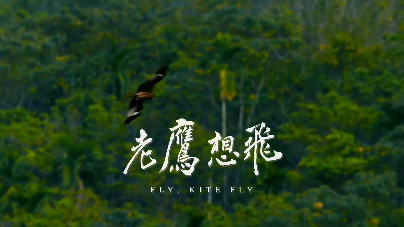 《老鹰想飞》2014纪录片.HD1080P.国语繁中截图