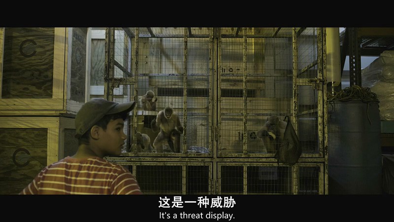 2019美国动作《原始恐惧》HD720P&HD1080P.英语中英双字截图