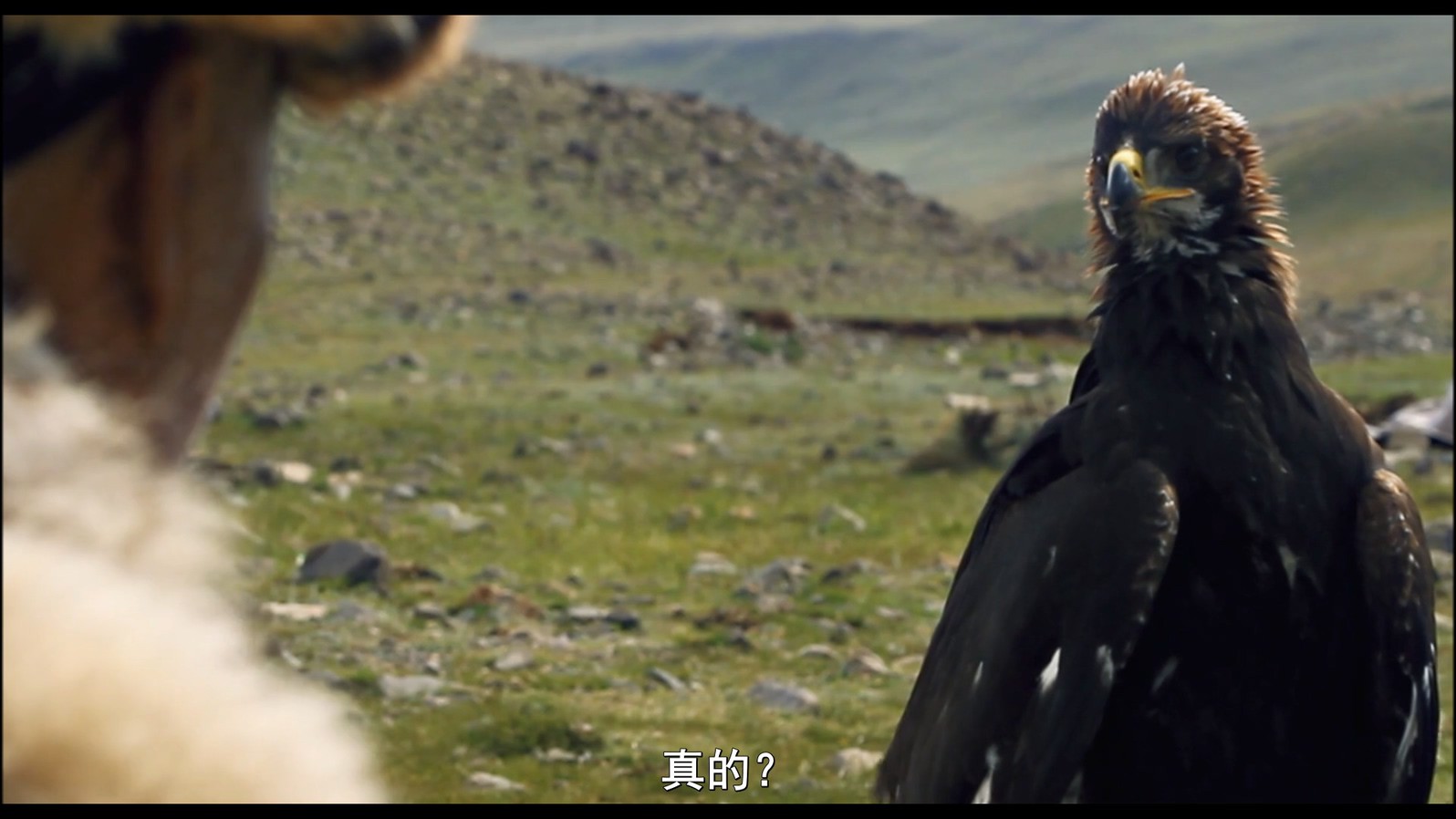 《女猎鹰人》2016运动冒险.BD720P&BD1080P.哈萨克语中字截图