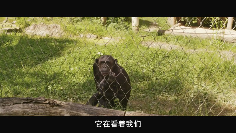 2019英国剧情《我的佐伊》HD720P&HD1080P.英语中字截图