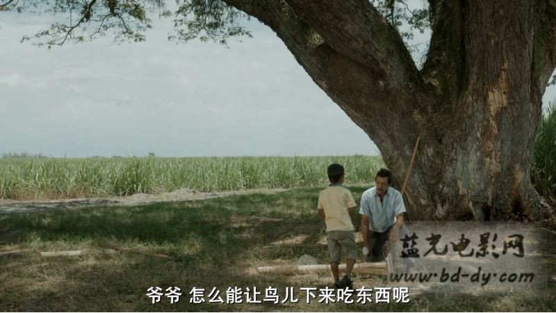 《大地与阴影》2015剧情片.HD720P.西班牙语中字截图