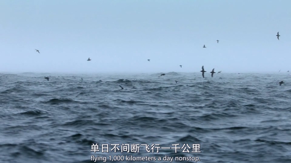 2023英国纪录《我们的星球 第二季》4集全.HD1080P.英语中英双字截图;jsessionid=MqF2vSswXBQ-U3Wrfo3cNUrw5TKuaCkvICcHk8rt