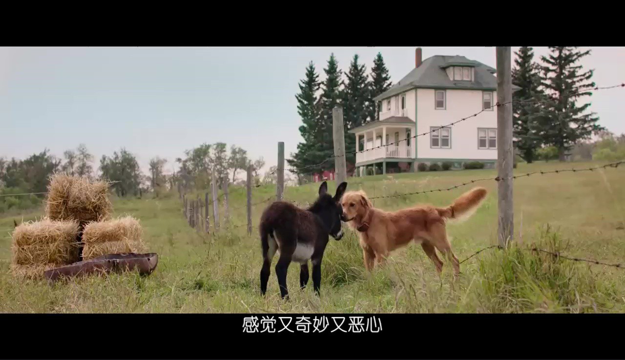 《一条狗的使命》2017高分家庭喜剧.BD1080P.高清中字截图