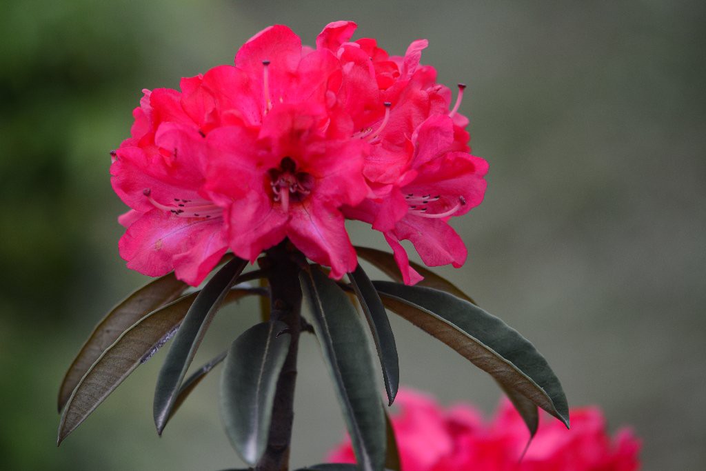 马缨杜鹃的图片