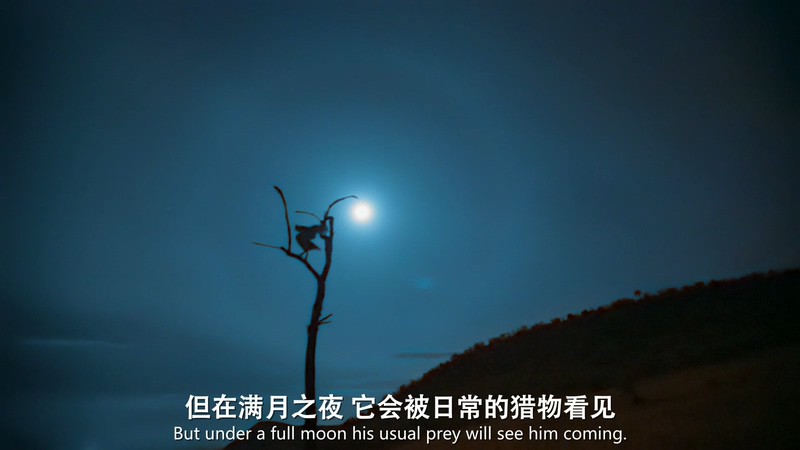 夜色中的地球剧照