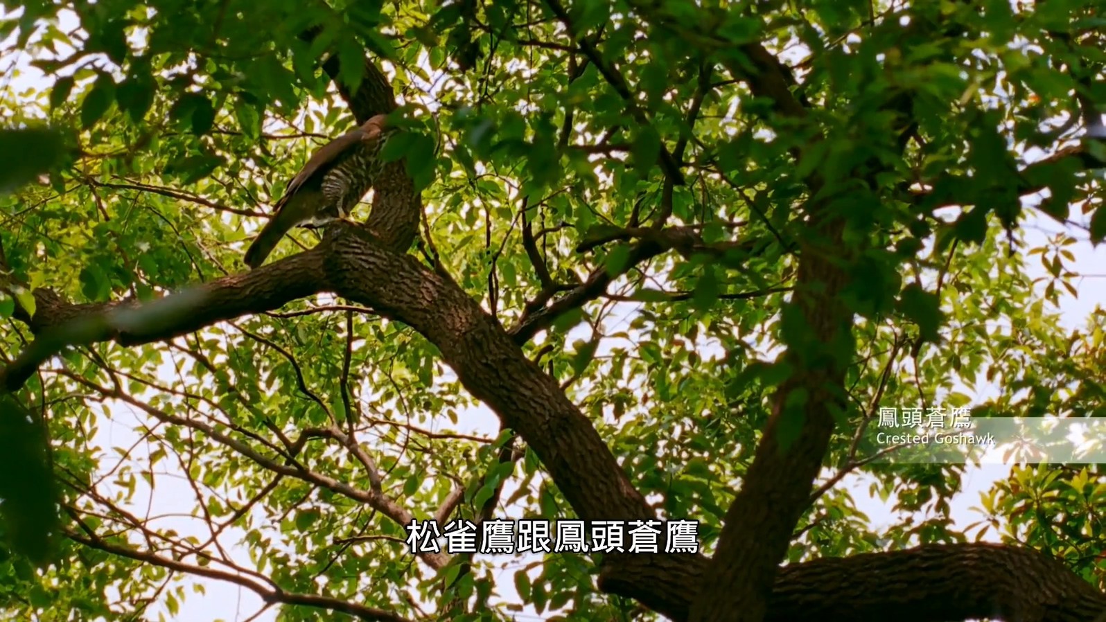 《老鹰想飞》2014纪录片.HD1080P.国语繁中截图