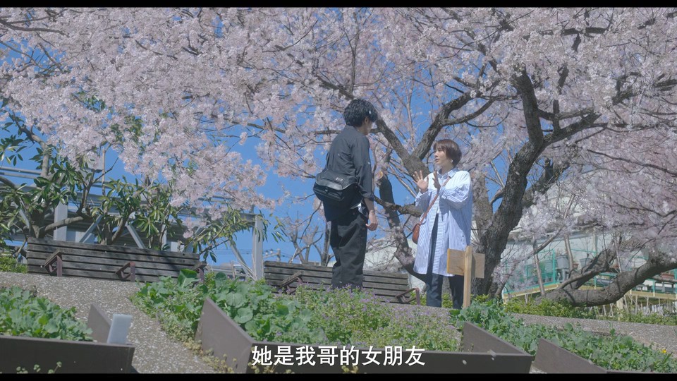 2022日本爱情《我的樱花恋人》HD1080P.日语中字截图