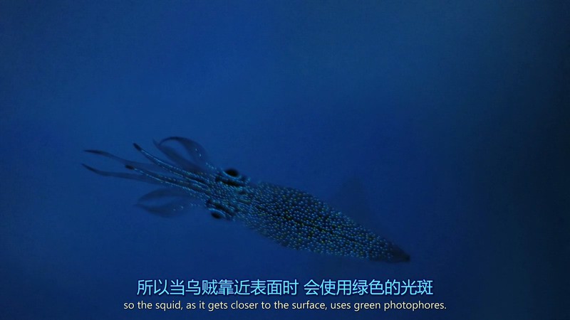 2016英国纪录《爱登堡讲述生命之光》HD1080P.英语中英双字截图