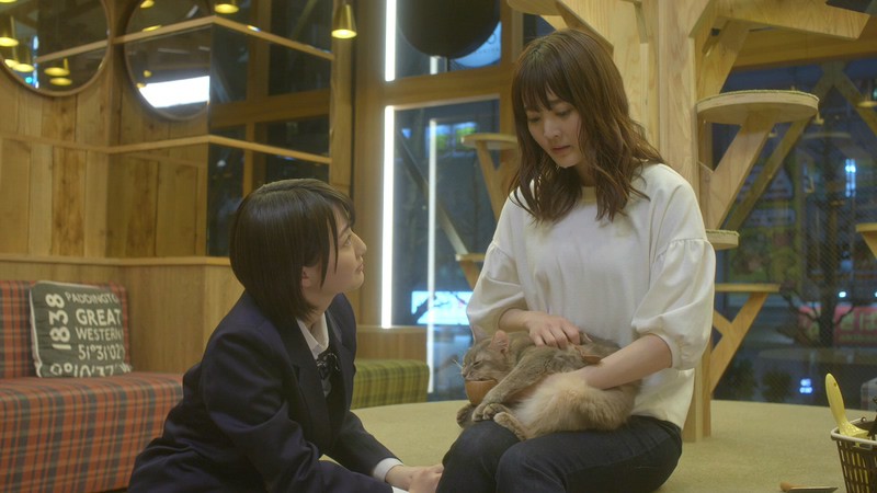 2018日本爱情《猫咪咖啡厅》BD720P&BD1080P.日语中字截图