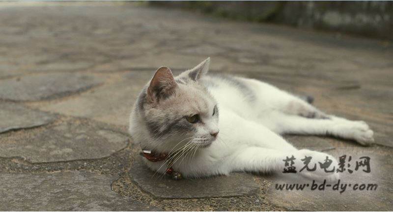 老师与流浪猫剧照