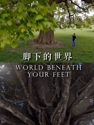 脚下的世界封面图