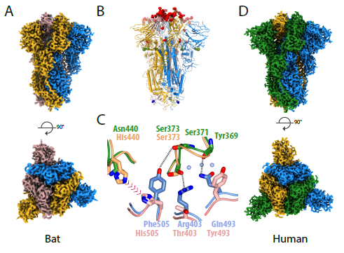 我院与弗朗西斯 克里克研究所联合在 Nature Structure Molecular Biology 刊发冠状病毒研究成果 中山大学附属第七医院