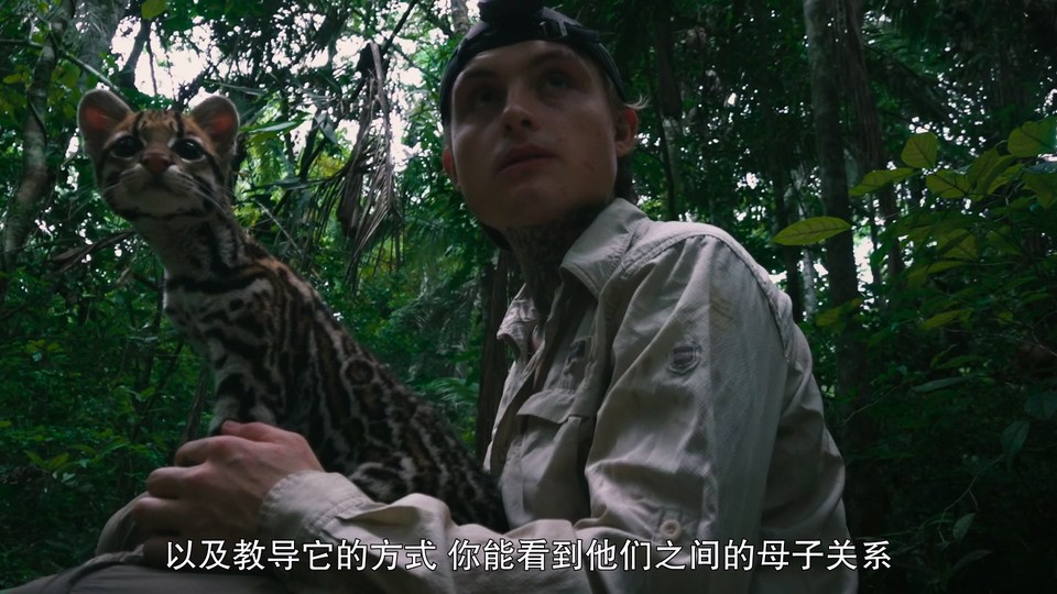 2022美国纪录《野猫》HD1080P.英语中字截图;jsessionid=9iiZUfz0uBx5OKFm03eTmwrl5NR1_J3IVtiWXQ09