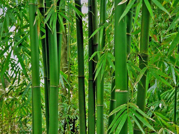竹,又名竹子品种繁多,有毛竹,麻竹,箭竹等