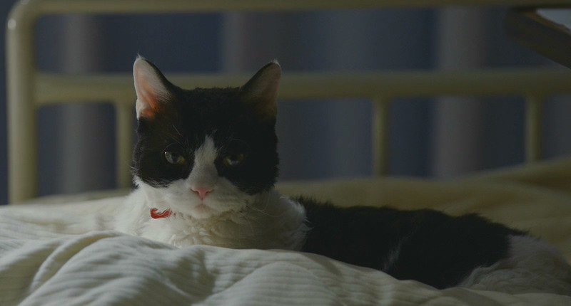 [BD-MP4] 旅猫日记 / Tabineko Report / The Travelling Cat Chronicles / 旅猫リポート (2018)截图