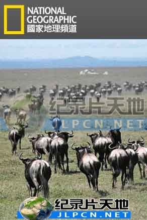 动物大迁徙封面图