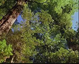 最后的伊甸园封面图