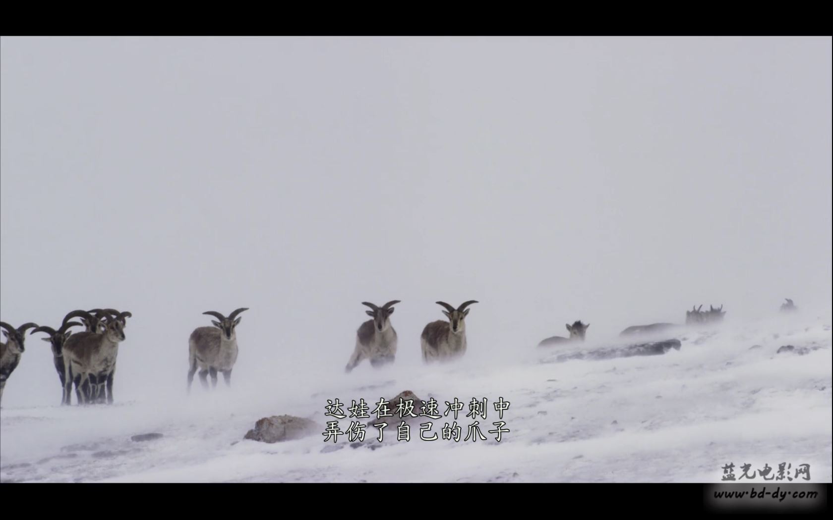 《我们诞生在中国》2016大陆纪录片.HD1080P.国语中字截图