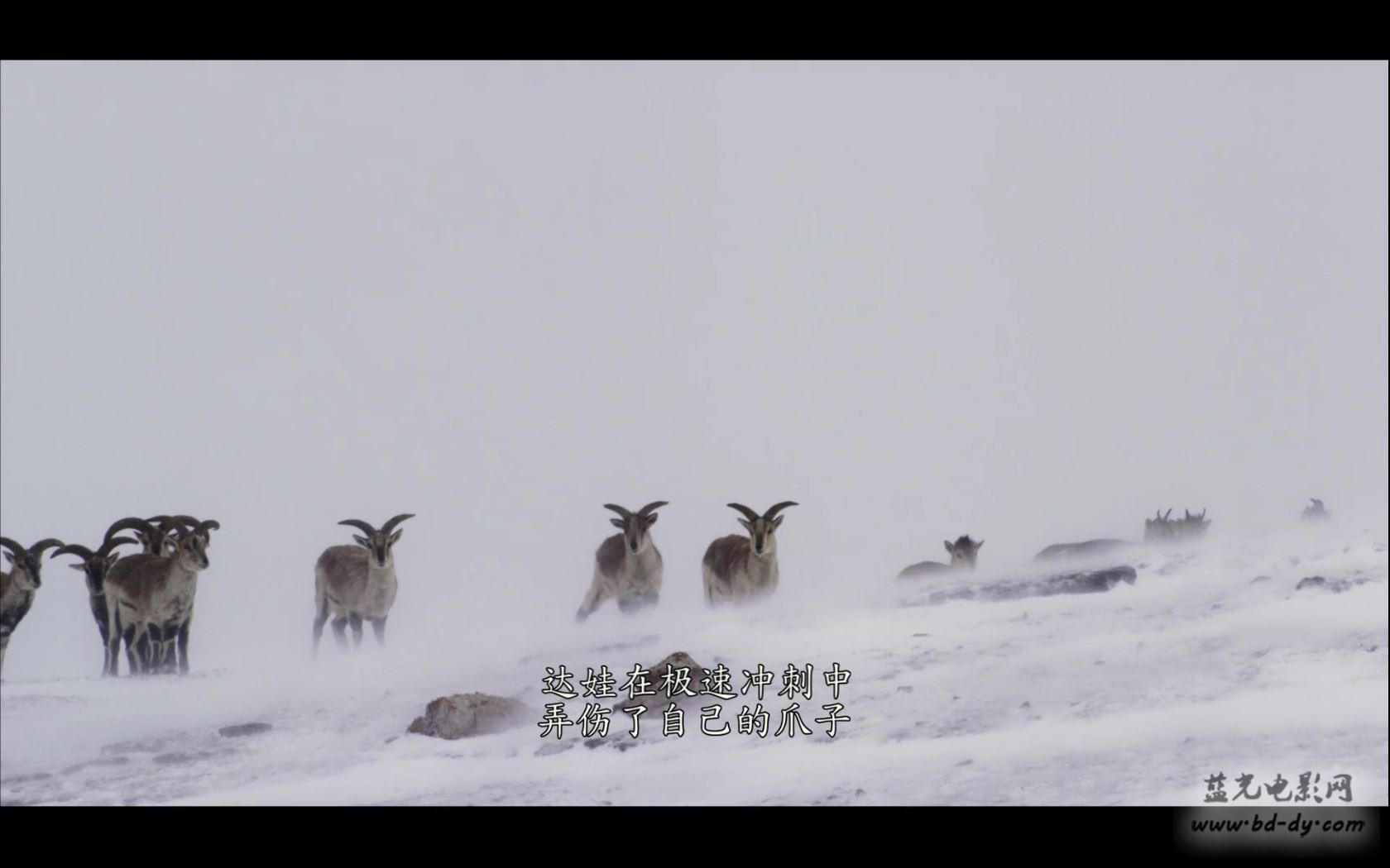 《我们诞生在中国》2016大陆纪录片.HD1080P.国语中字截图;jsessionid=ugsUX_Pi7NsyX4dJHGmdvGRji4WYf5Rm_TMd74yl