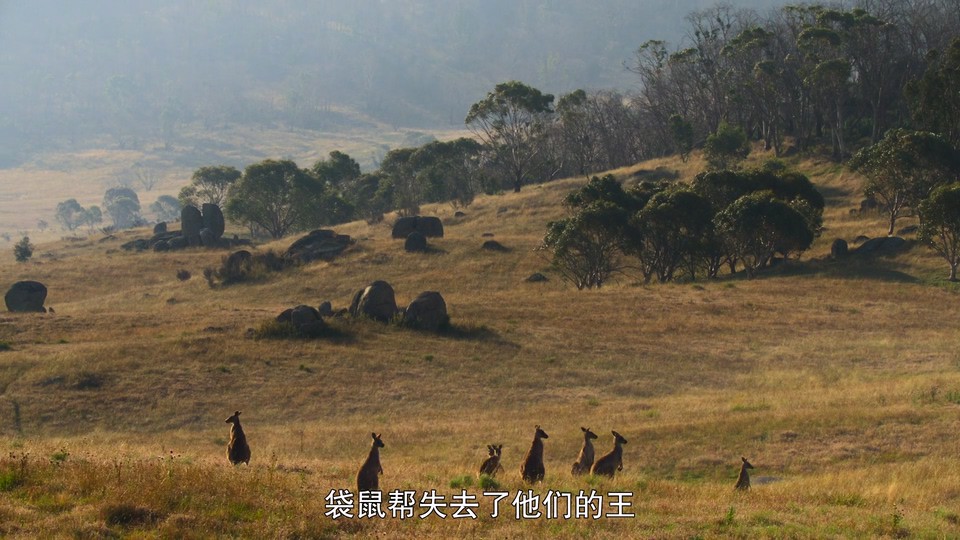 袋鼠谷 2022美国纪录 HD1080P.英语中字