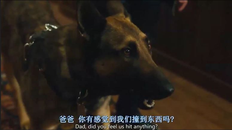 军犬麦克斯2白宫英雄剧照