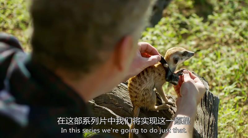 2018高分纪录《假如动物会摄影》HD1080P.国英双语中字截图;jsessionid=HP-tgiPFECdcQHd3TUh3uLUudY3HoKiBa39zgFJG