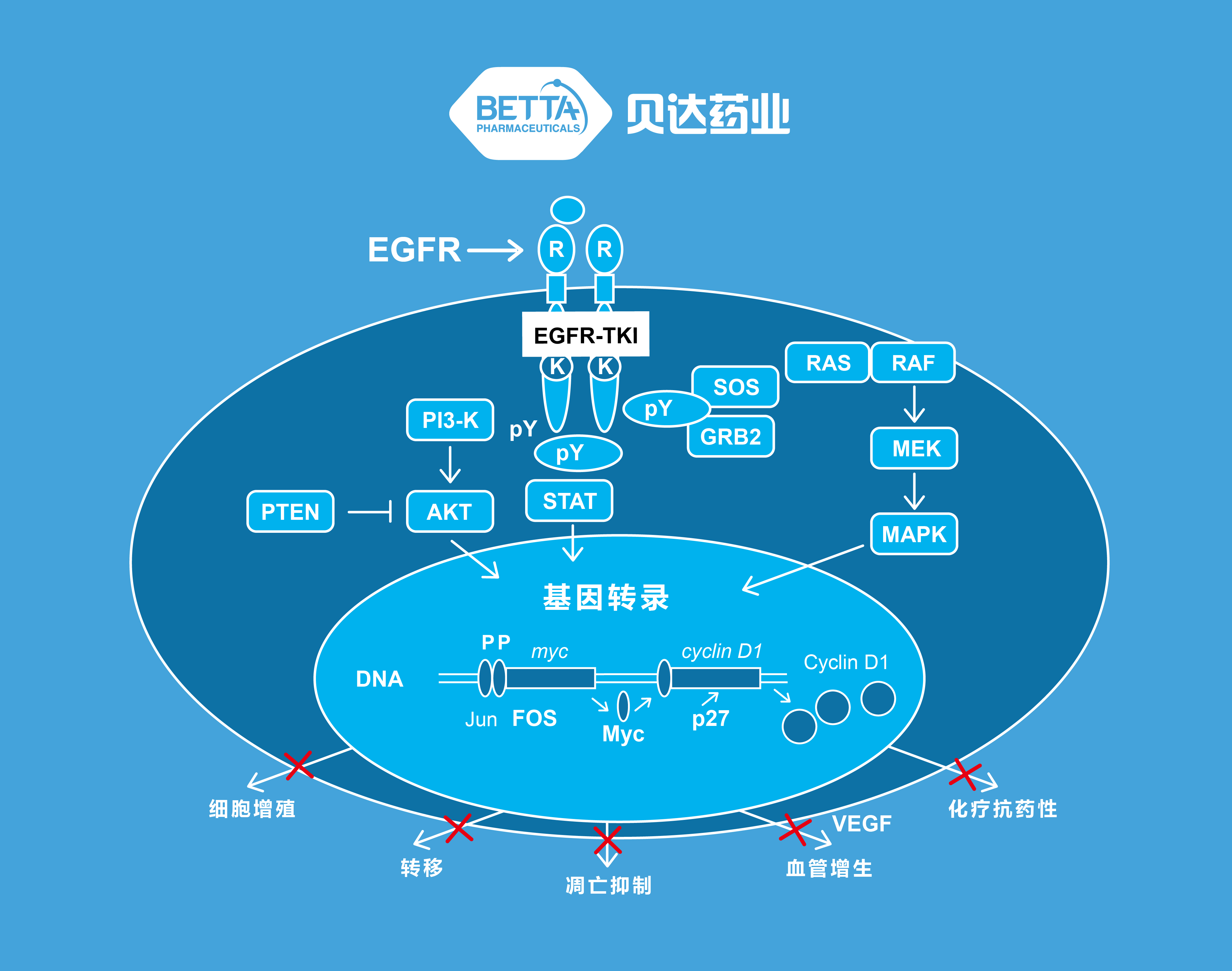 埃克替尼竞品图片