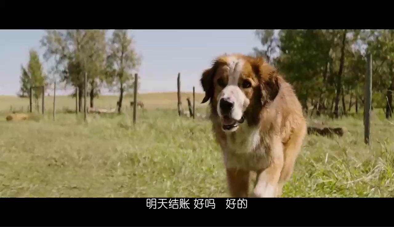 《一条狗的使命》2017高分家庭喜剧.BD1080P.高清中字截图
