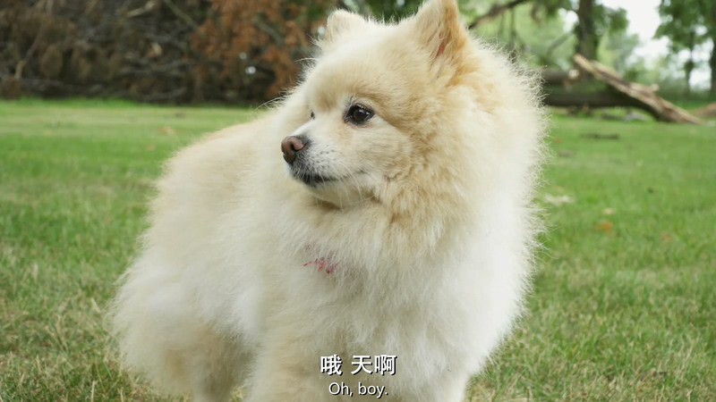 [HD-MP4] 狗崽队 / Pawparazzi / PupParazzi (2018)截图;jsessionid=trUWF5WuD3GWI3ZRZqb2BhBDRVFQsb9WvA6WlwHk