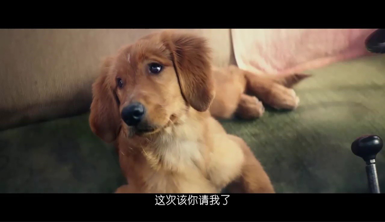 《一条狗的使命》2017高分家庭喜剧.BD1080P.高清中字截图