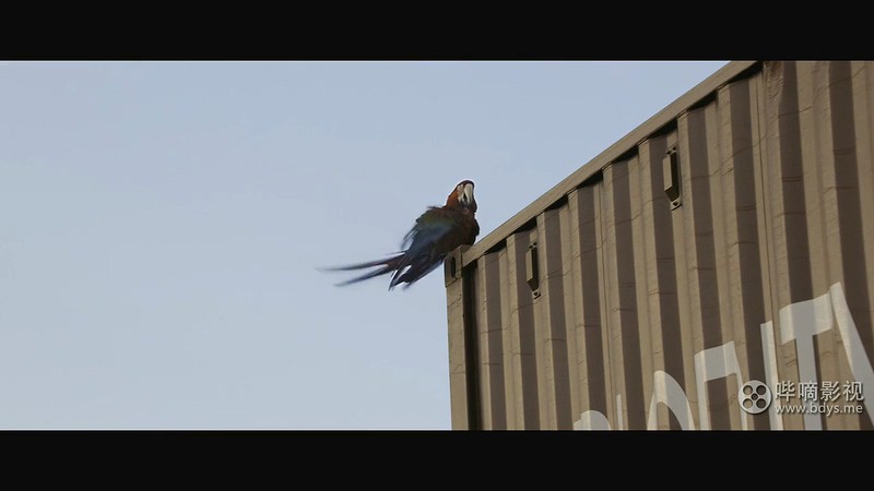 2019美国动作《原始恐惧》HD720P&HD1080P.英语中英双字截图