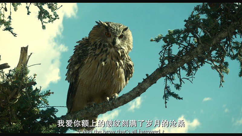 2018高分喜剧《巴斯特·斯克鲁格斯的歌谣》HD720P.英语中英双字截图