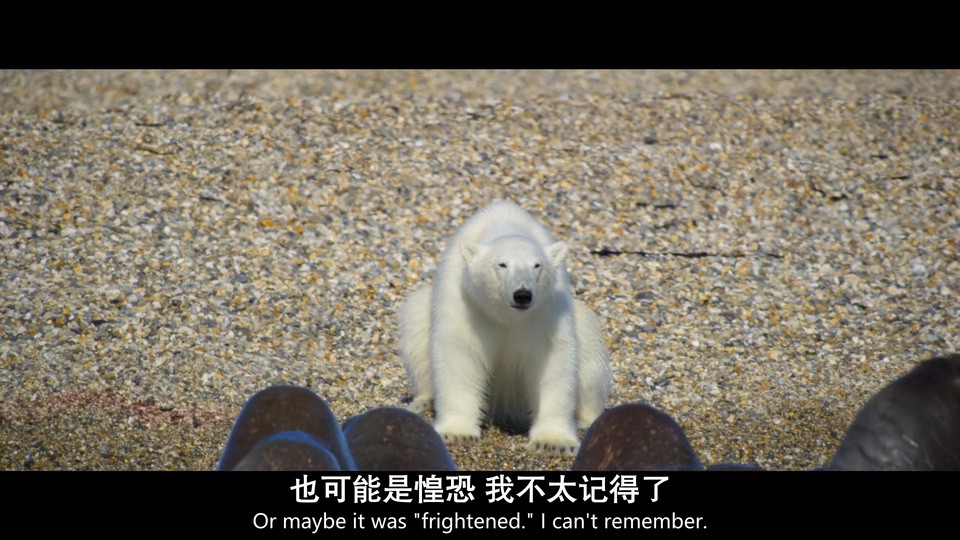 2022美国纪录《北极熊》HD1080P.英语中英双字