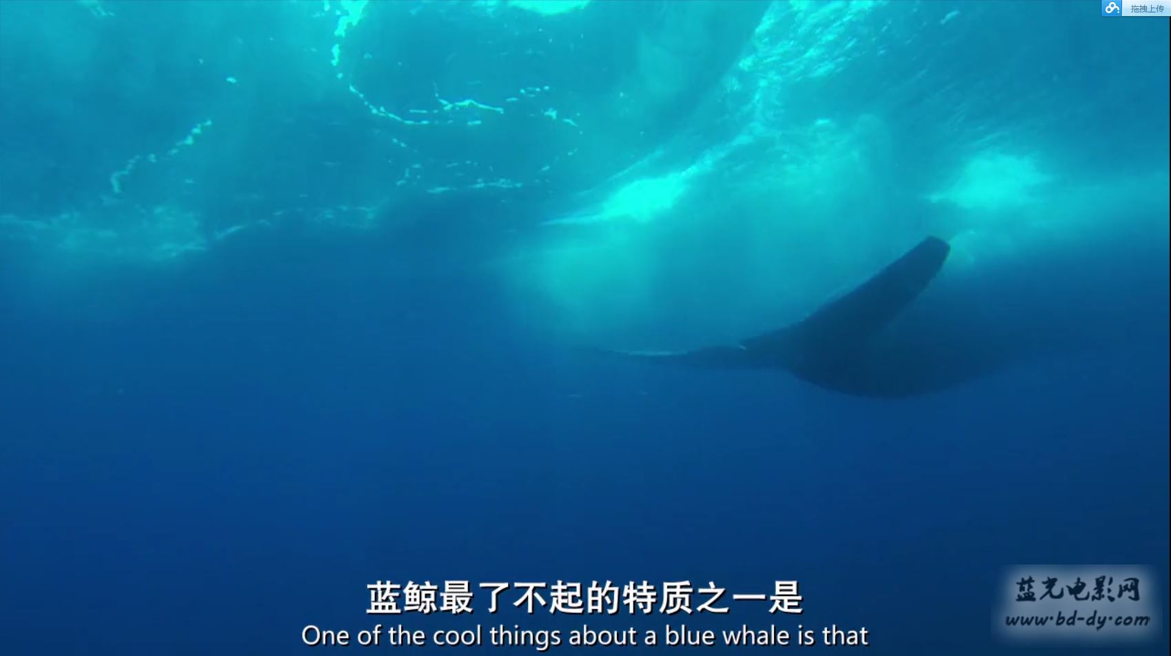 《竞相灭绝》2015天朝禁播纪录片.BD720P.特效中英双字截图
