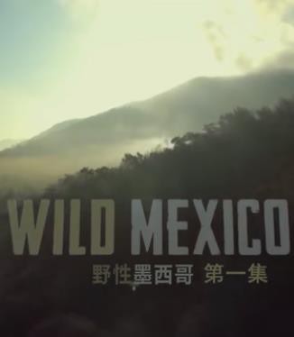 野性墨西哥封面图