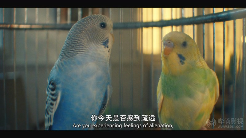 2020英剧《小鸟们》6集全.HD1080P.英语中英双字截图
